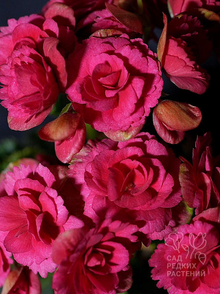 Бегония элатиор Grace