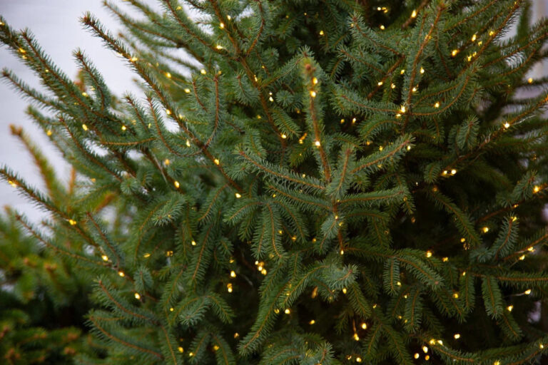    Фото: Общественная Служба Новостей Анастасия Мишкина