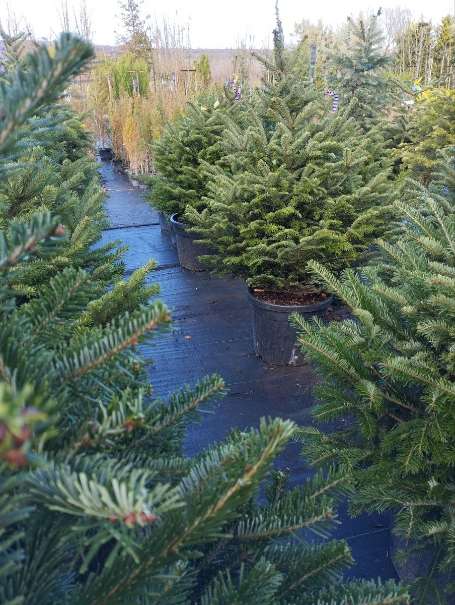 Пихты в питомнике "Краснолесье"