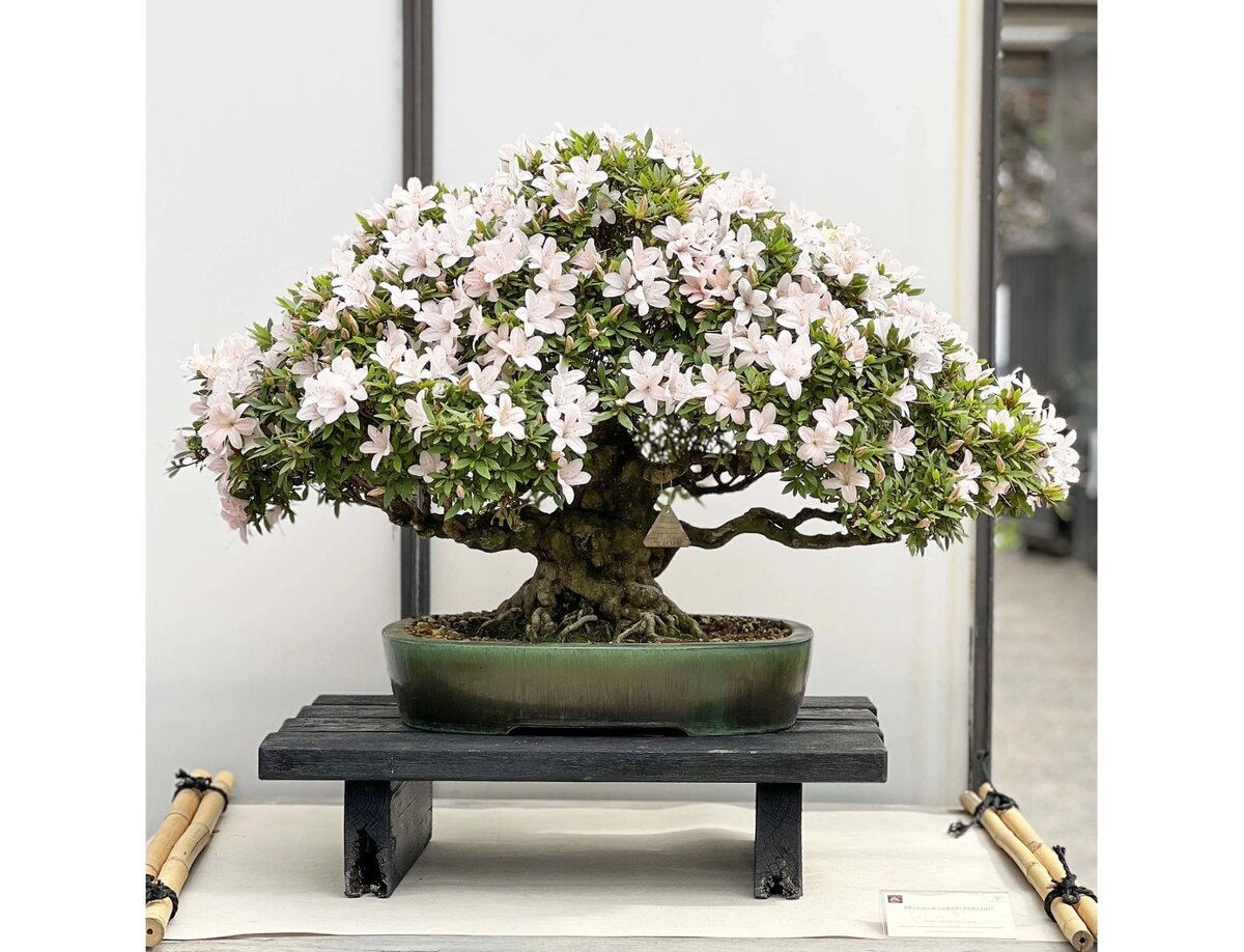 Азалия Сацуки (Rhododendron indicum)