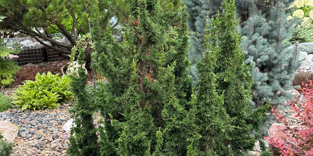 Зимние посиделки в Саду на Иртыше