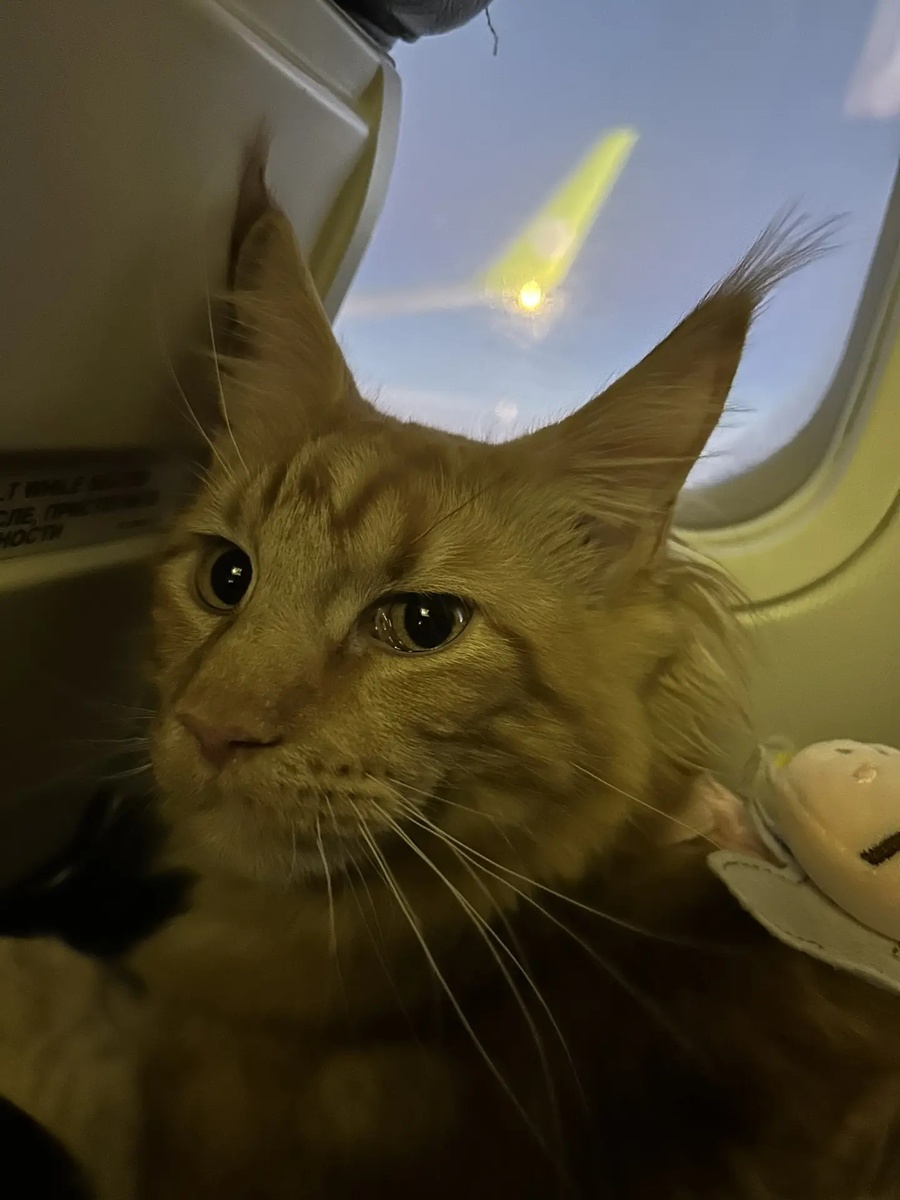 Наша персона VIP 