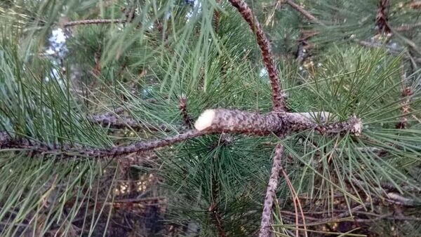    © Минприроды Крыма