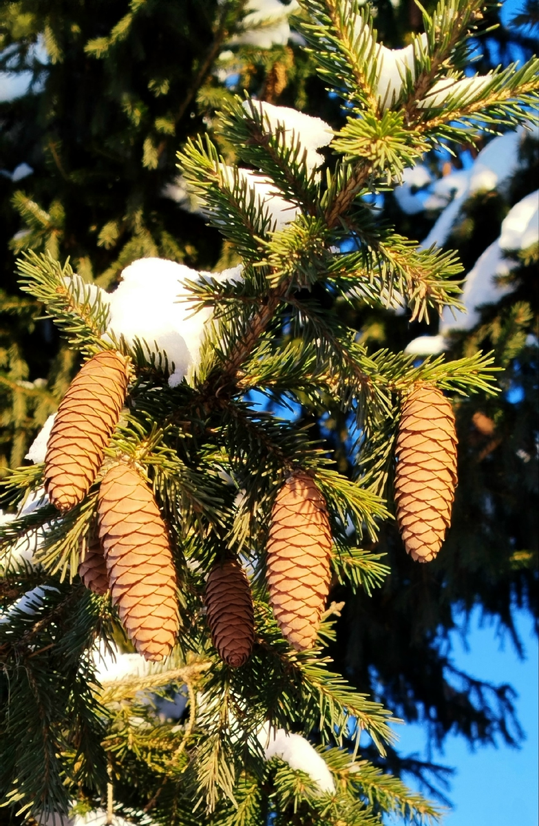 Фотографии из интернета