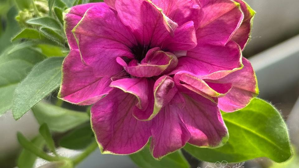 Всего одна ошибка при посеве — и петуния не взойдёт. И да, вы её делаете каждый год