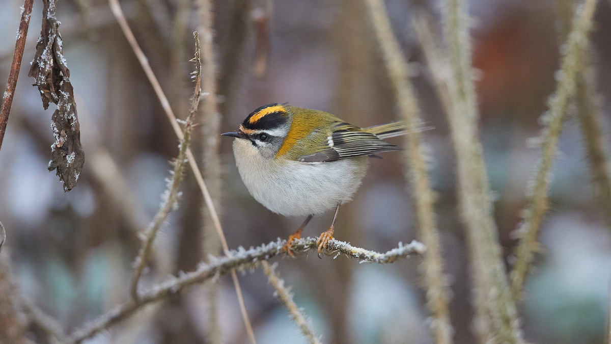 Красноголовый королёк