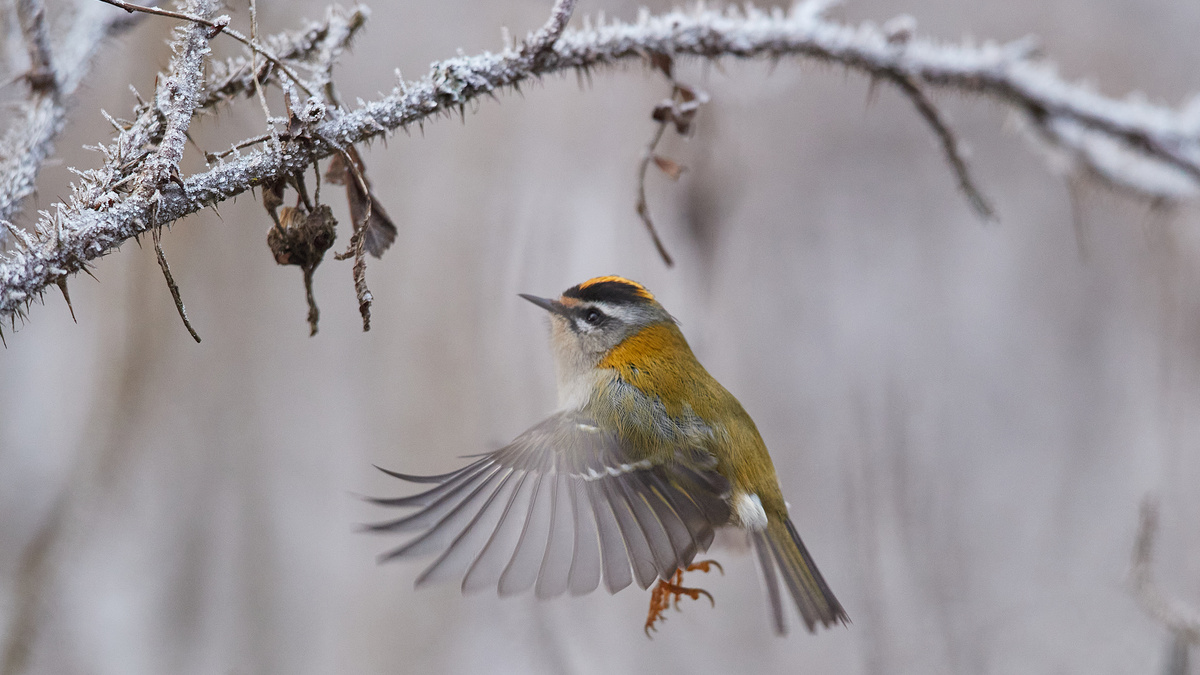 Красноголовый королёк