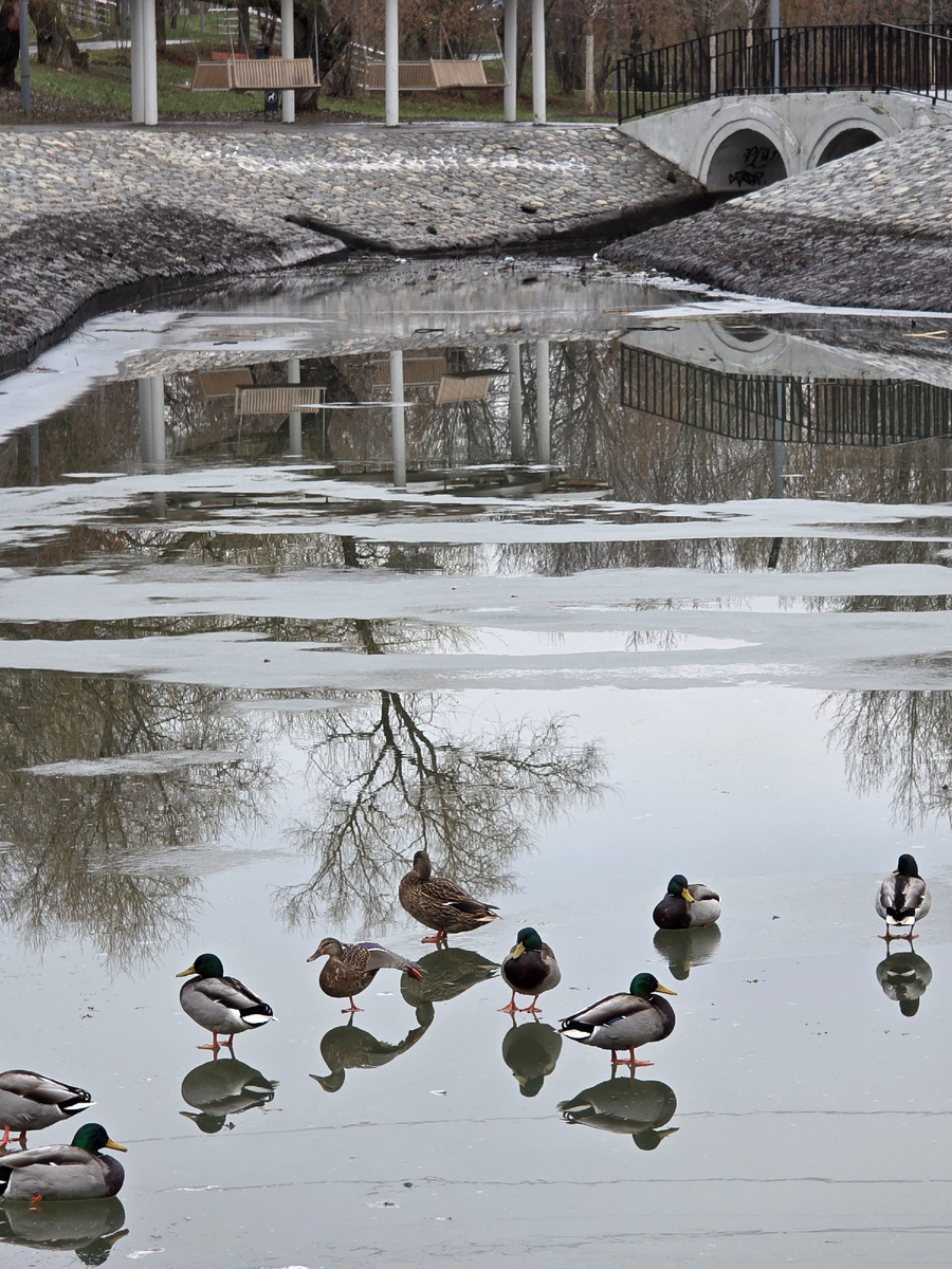 Московские попугаи подозрительно напоминают уток! Стоят на тонком ледке, покрытом талой водой, и хоть бы хны)))
