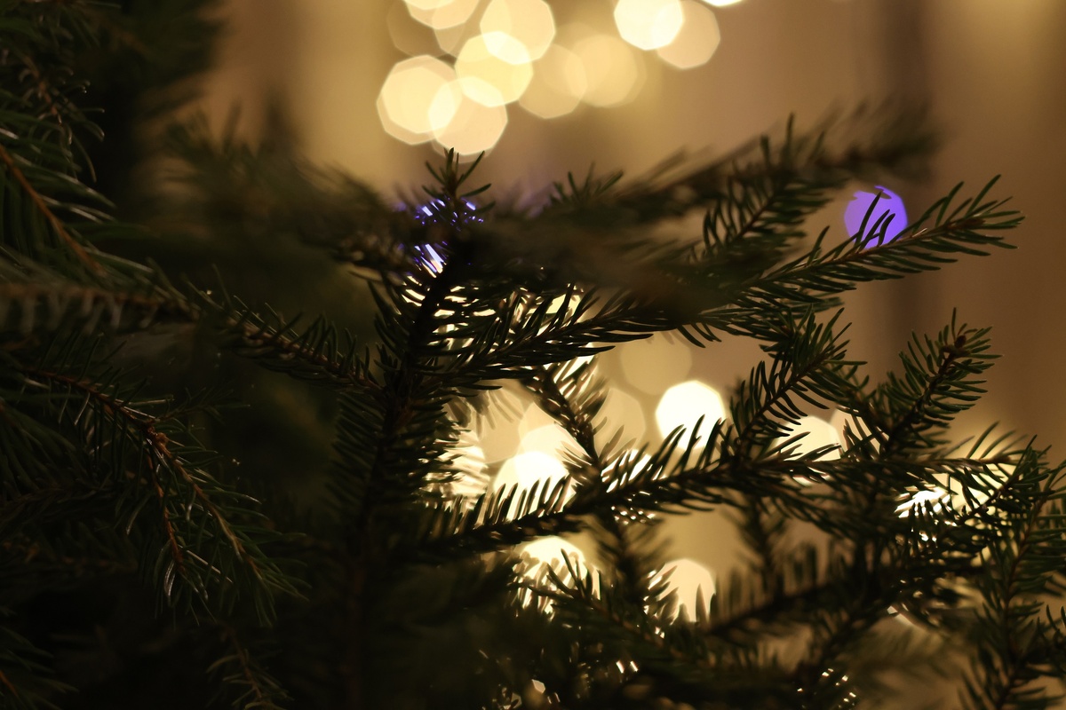    Елка (жанровое фото). Фото: abn.agency