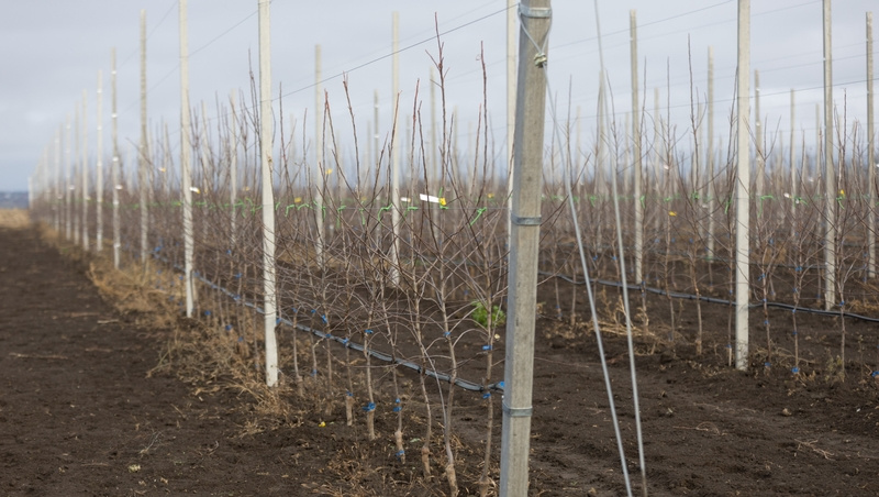      Фото: ИА «Победа26»