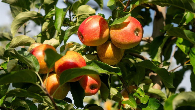    Дети посадили 480 плодовых саженцев Фото: ИА «Победа26»