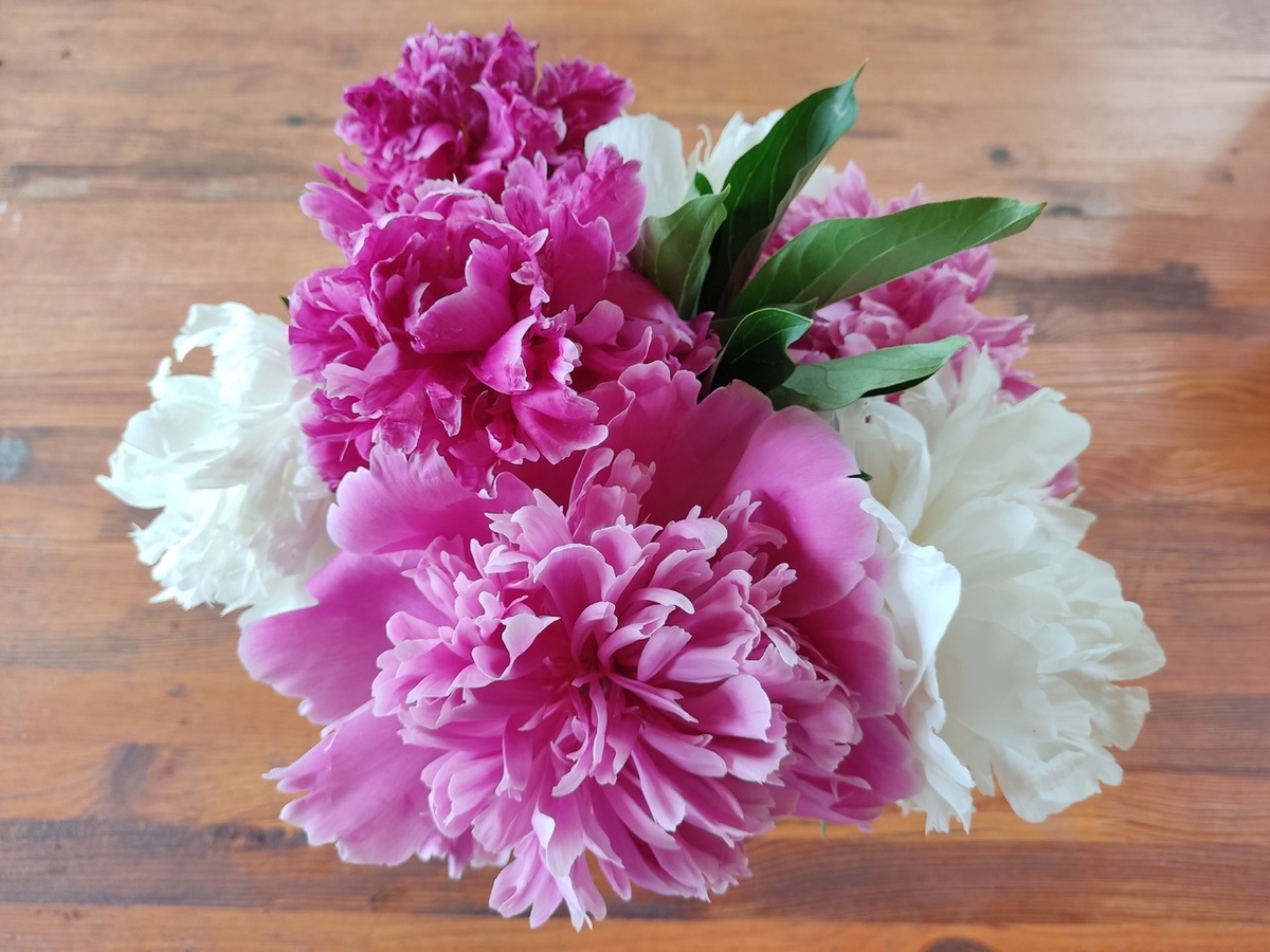 На пионы теперь смотрю другими глазами