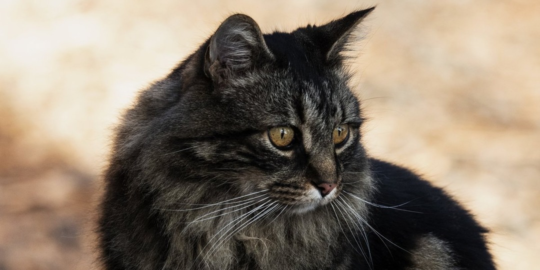 Кот Поль в поисках семьи: история пушистого джентльмена