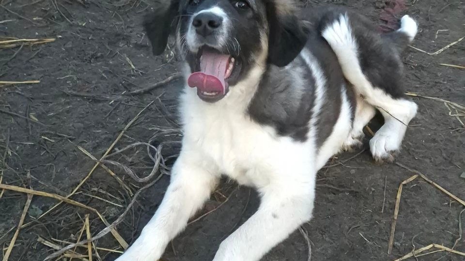 🆘 Крик о помощи! Не проходите мимо судьбы Евы! 💔