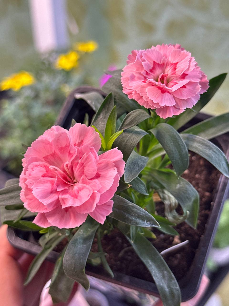 Так выглядит моя рассада вегетативной ампельной гвоздики в 0,5 литра