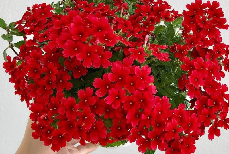 Отказалась от петунии - заменила ее достойными 5 цветами. За 11 лет выращивания нашла идеальную замену