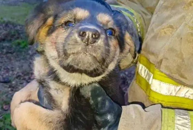 В Макеевке спасатели вызволили щенка из-под бетонной плиты