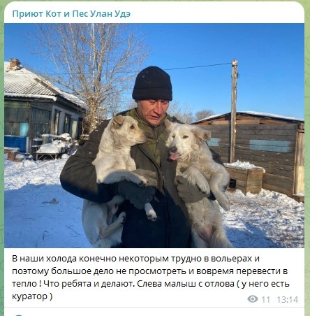 Помогите выжить приюту на 1400 собак и кошек 🙏🙏🙏