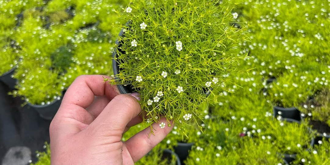 Вытеснят все сорняки и расползутся толстым, упругим ковром — именно эти растения сажаем в следующем году