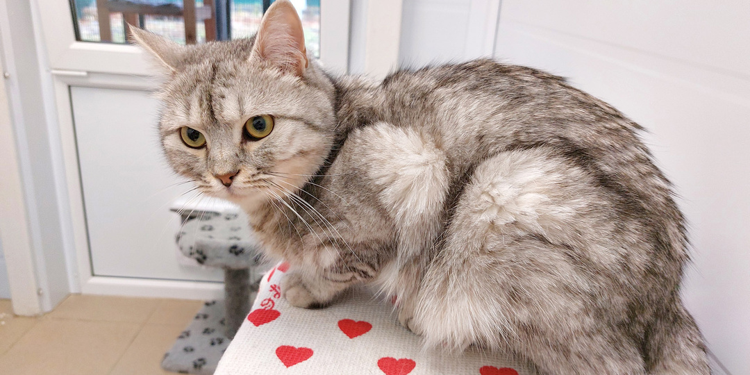 Кот ПОМПОН ищет дом🏡