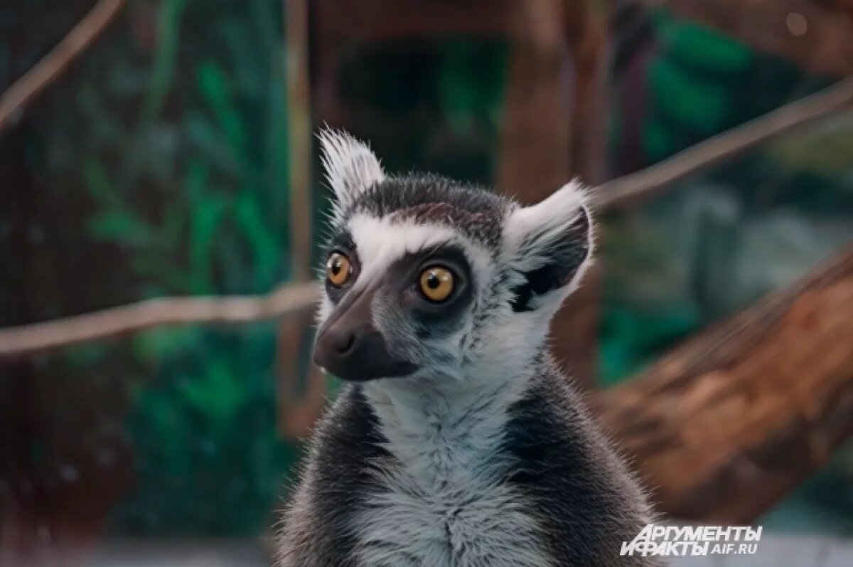    Неизвестные поменяли фото животных из Пермского зоопарка на мемы