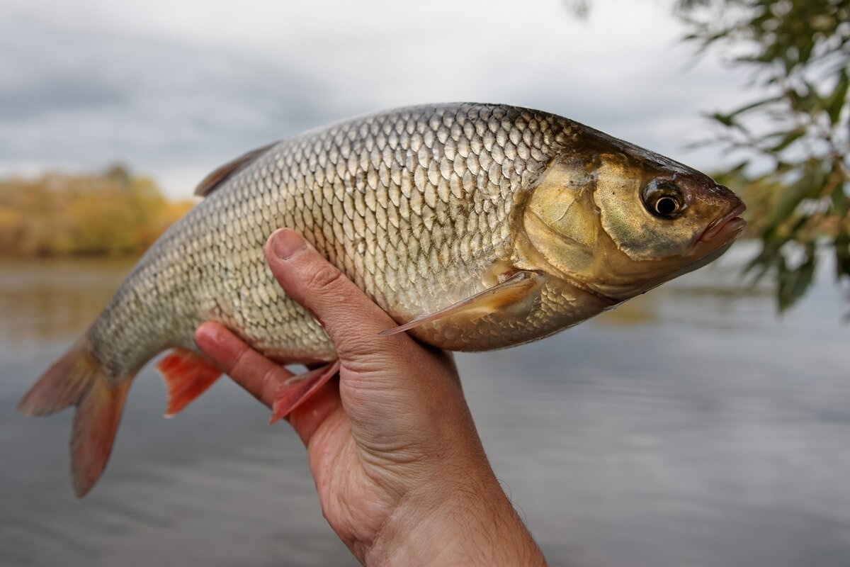 Фото с сайта: https://skolkovo.moscow/news/ekspert-predupredila-o-vrede-bezobidnyh-ugolkov-na-kuskah-shashlyka