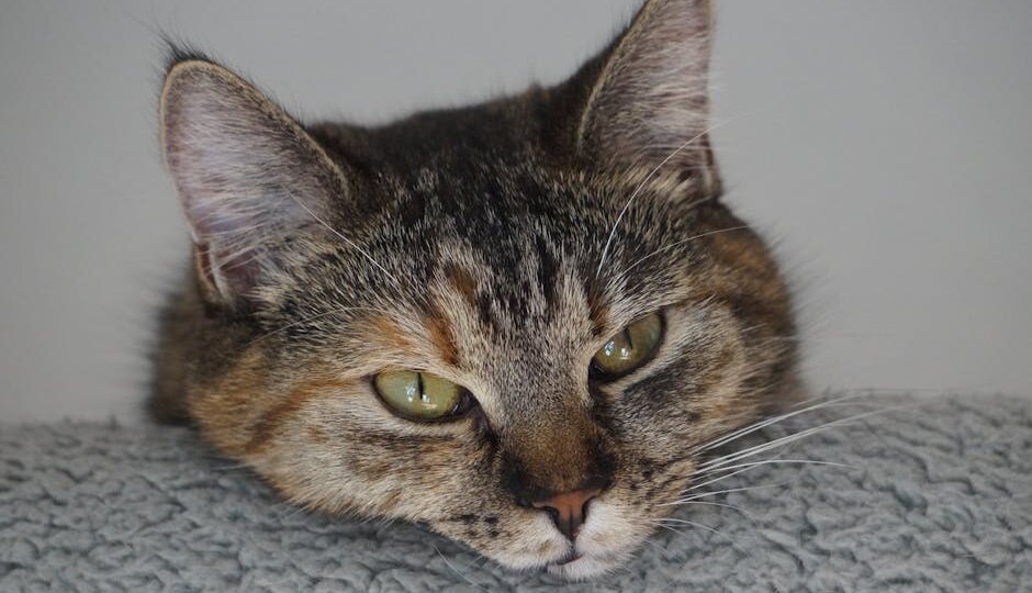 Кошка не ест 2 день: когда уже поздно спасать (реальный случай ветеринара)