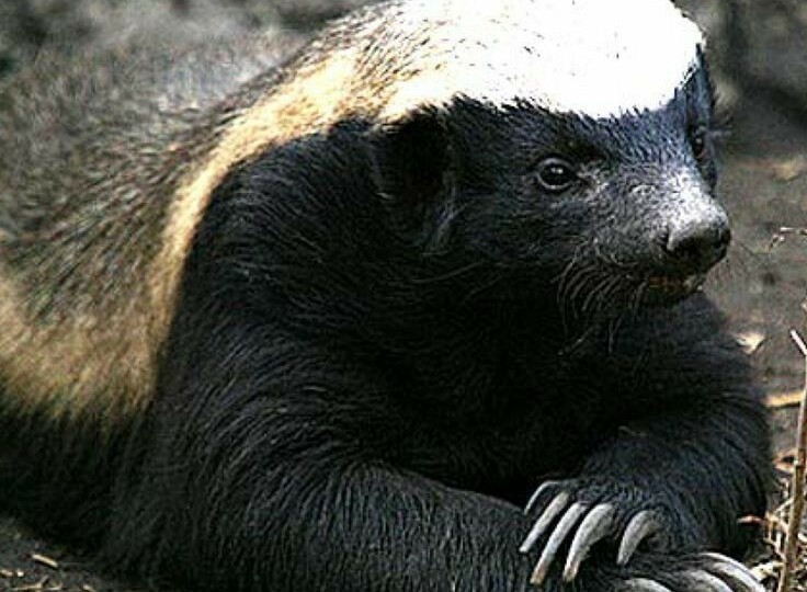 Живучесть медоеда или стечение обстоятельств, что ему удаётся избежать смерть?