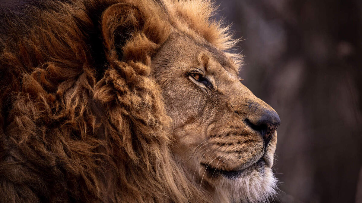     Фото: Brendt A PetersenShutterstock/FOTODOM