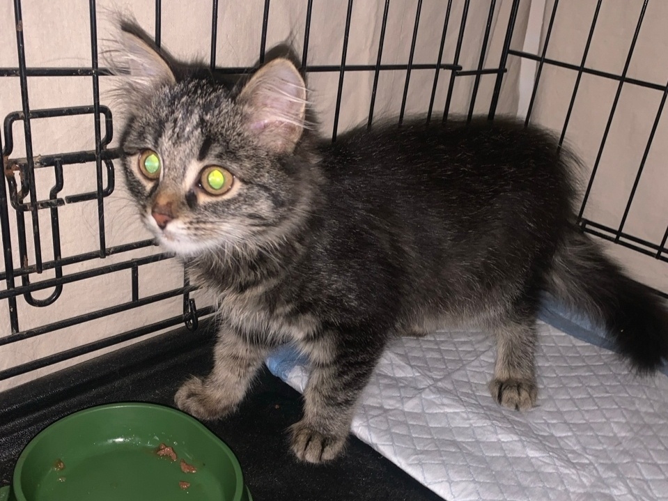 Котёнок  сидел в коридоре и громко мяукал. Пройти мимо него было невозможно.