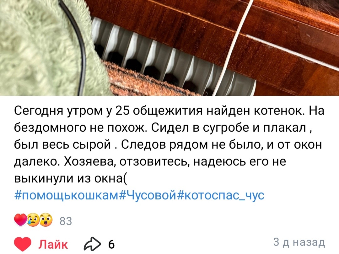 Пост в группе вызвал тревогу у волонтеров. Они поняли, что в этот раз котенка нельзя возвращать хозяевам