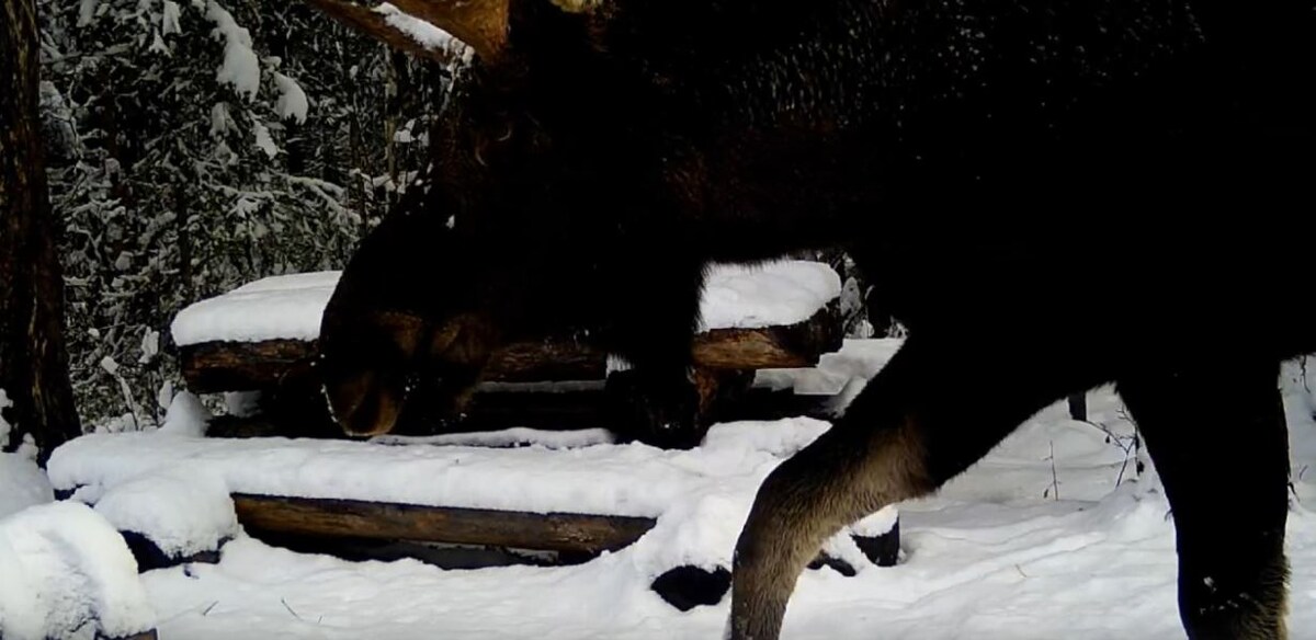     Обитателей Тунгусского заповедника сняли на заснеженных тропах
