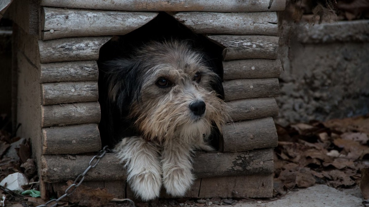    Пусть новогоднее чудо коснется и тех, кто в этом непременно нуждается