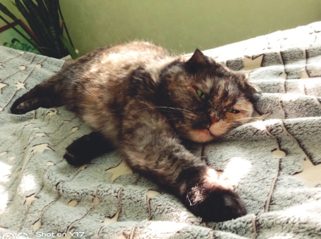 И не надейтесь на мурлыку под боком. С каким человеком кошка никогда не ляжет спать