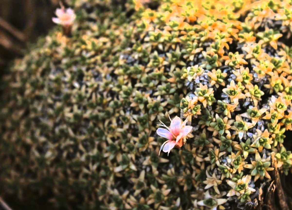 цветение растения гипсофила