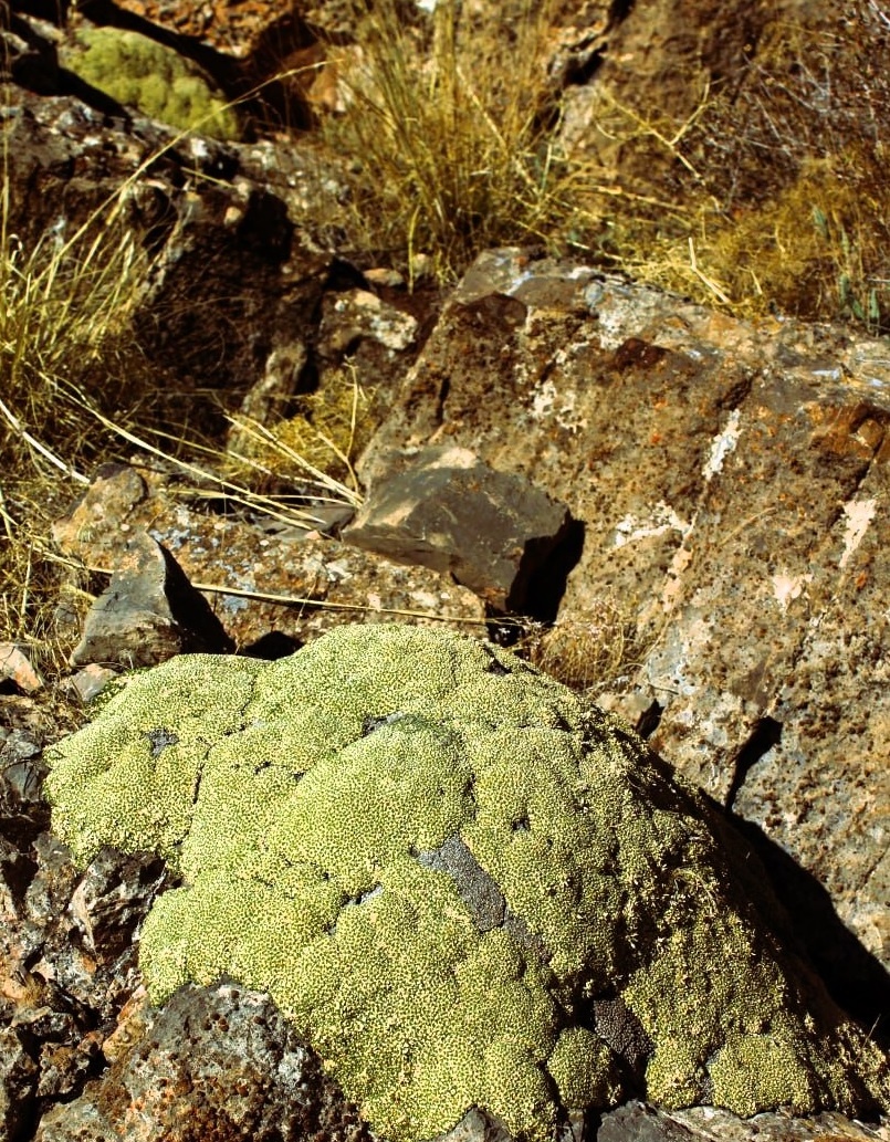 куртинка гипсофилы