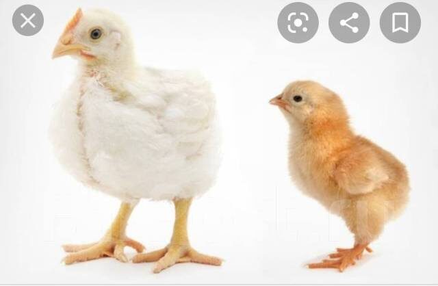 Можно ли кормить несушек бройлерным комбикормом?