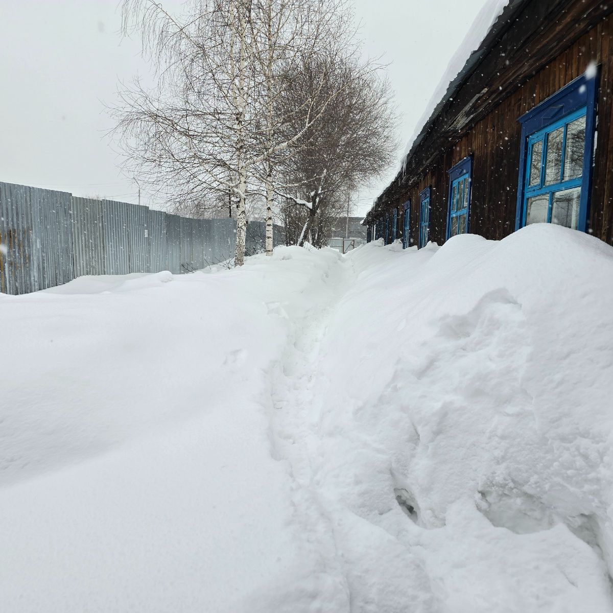 снежная тюрьма поглотила приют целиком