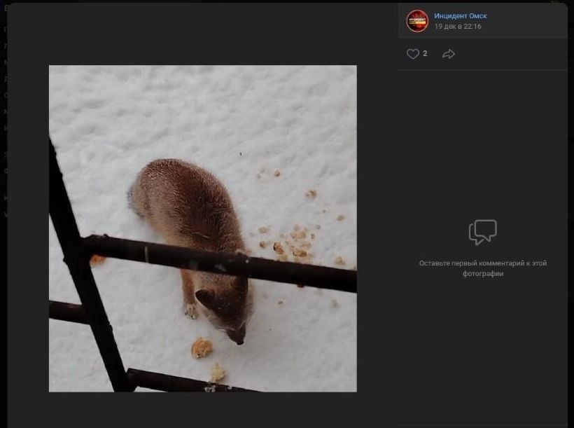     Источник: "Инцидент Омск" / ВКонтакте / inci55