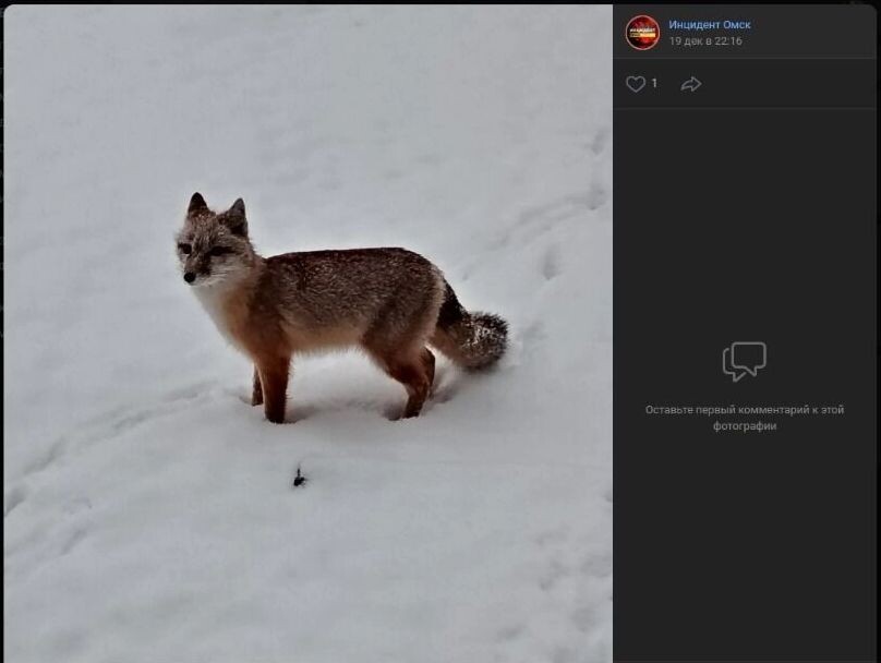    Источник: «Инцидент Омск» / ВКонтакте / inci55