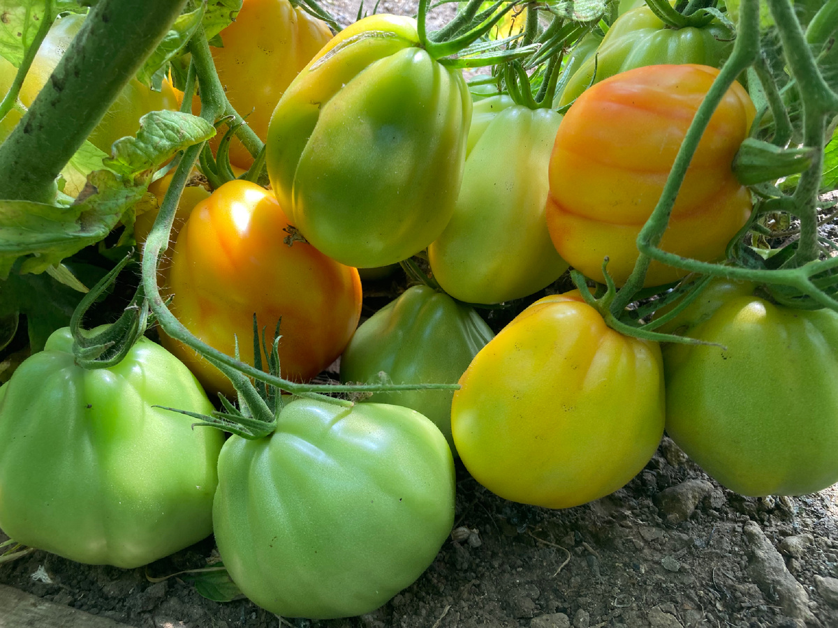 Одна кисть Прозорливого колдуна -полторы дюжины плодов