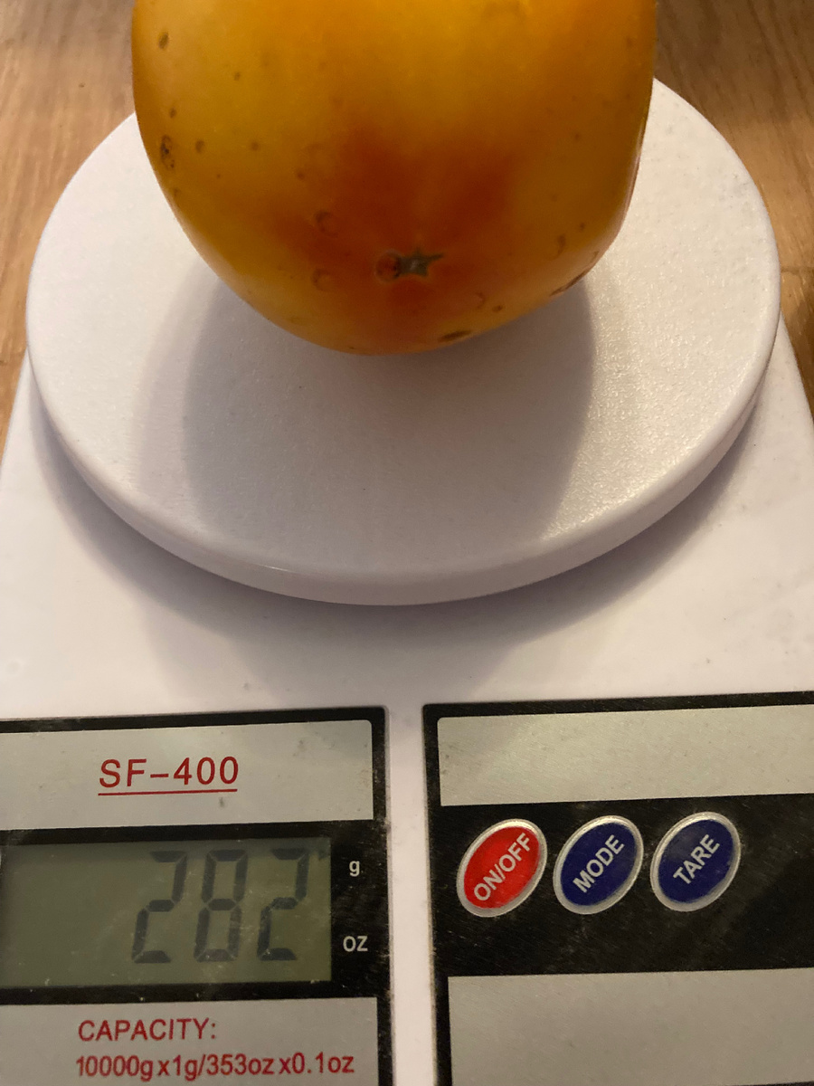 Один плод Прозорливого колдуна. Немного грязненький после обработок