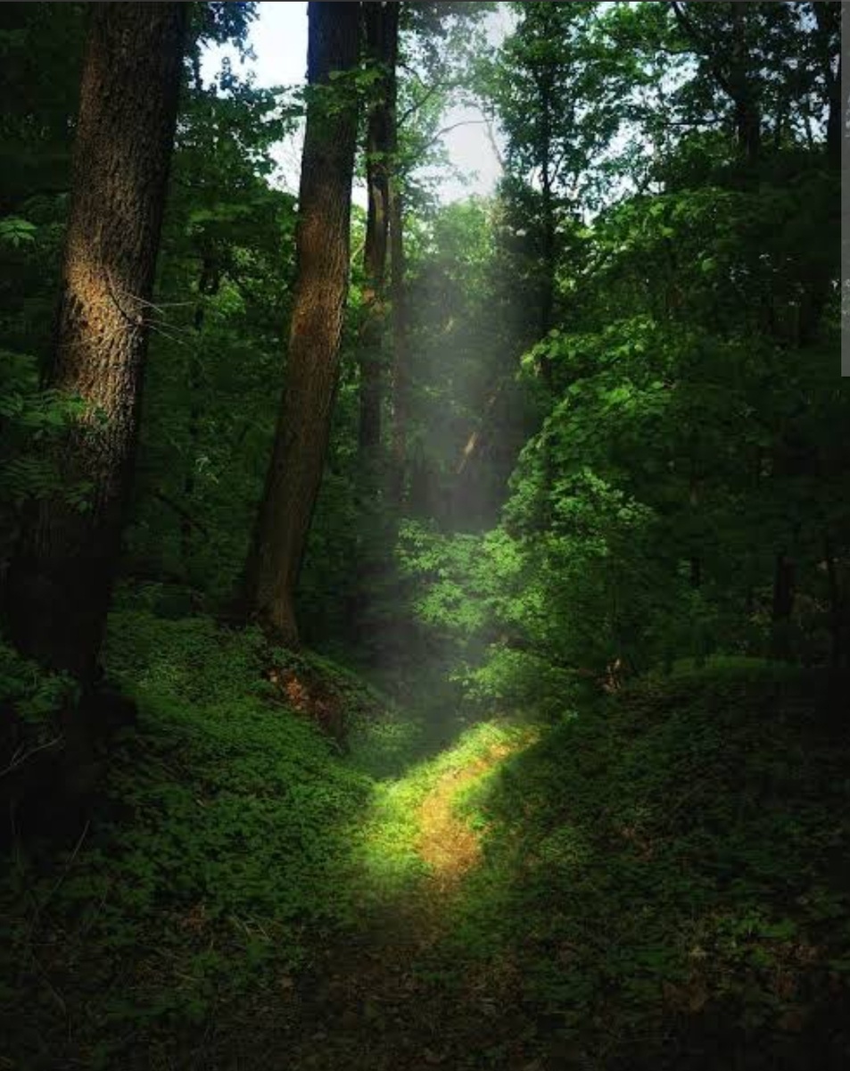 Воронежская нагорная дубрава (в качестве иллюстрации)