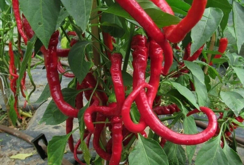 🌶️ На вид острый, на вкус сладкий. Пробовали такие перцы? В подборке 5 сортов сладкого перца
