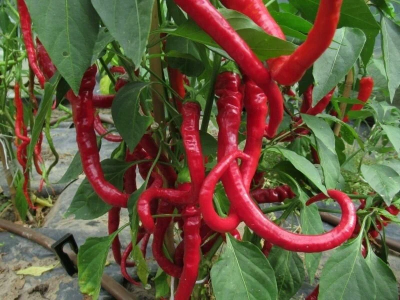 Перец сладкий Питон, фото из каталога