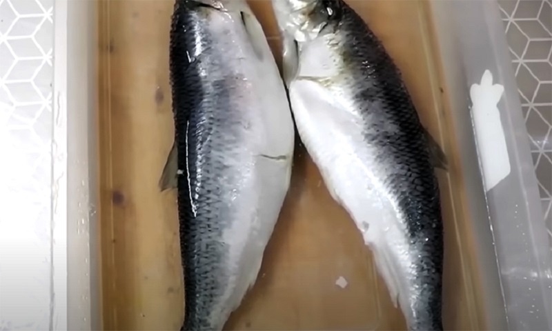 Северное сокровище на новогоднем столе: домашний сугудай из сельди или скумбрии за два часа