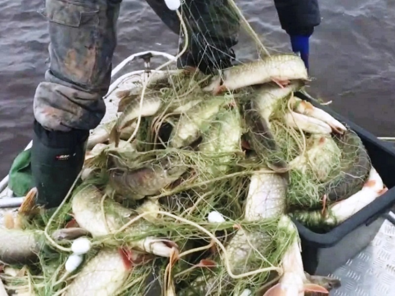 Икряную щуку ловили сотнями тонн