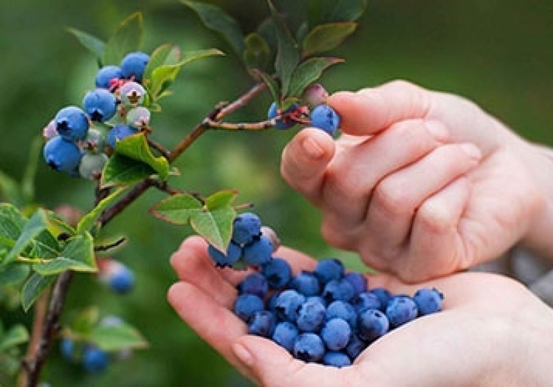 Стихотворение "Иду я по просёлочной дороге"