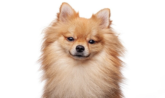    Кинологи назвали самые популярные породы собак у россиян в 2025 году