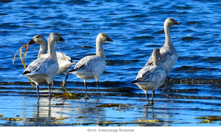 Источник новости: https://nia.eco/2025/12/16/110246/